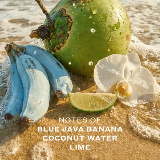 Ellis Brooklyn | Isla Sirena Eau de Parfum with Coconut and Lime